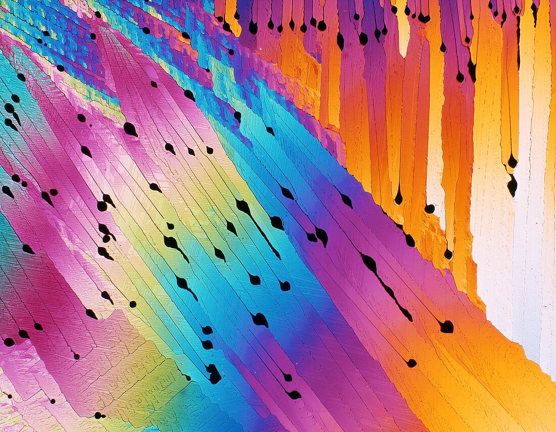 Caffeine crystals,light micrograph