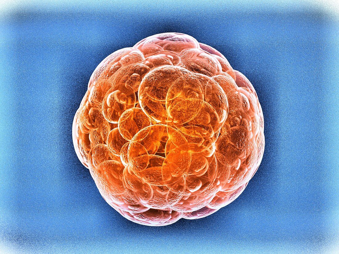 Stem cells,artwork