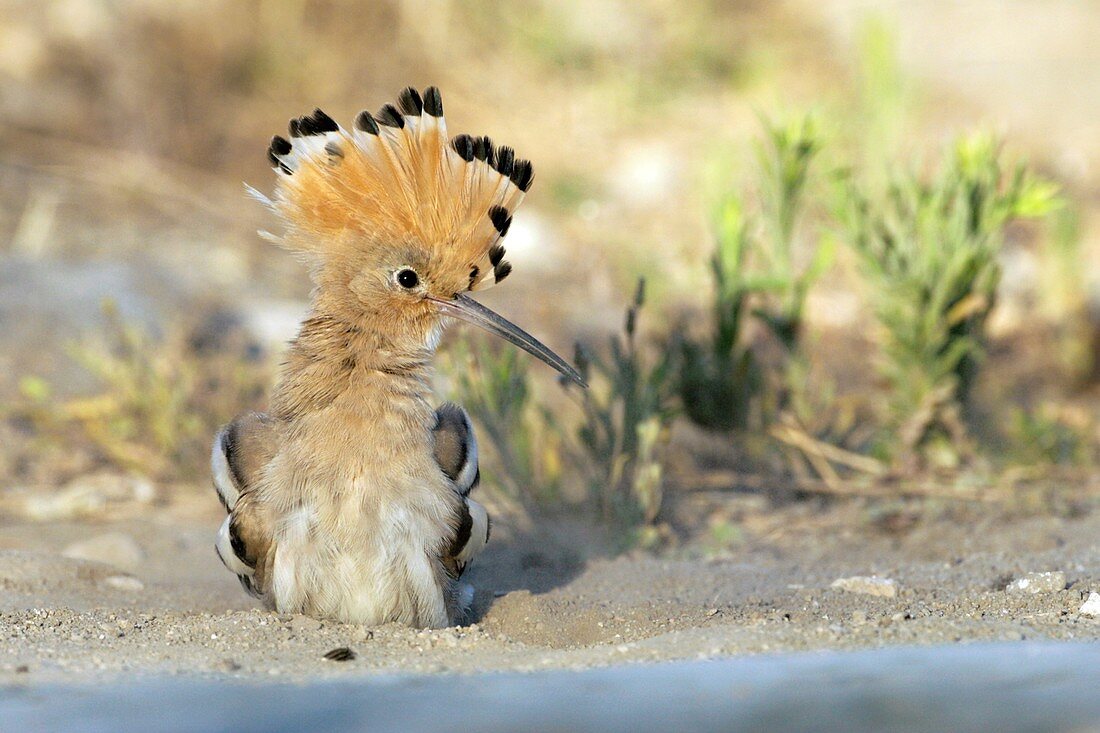 Hoopoe