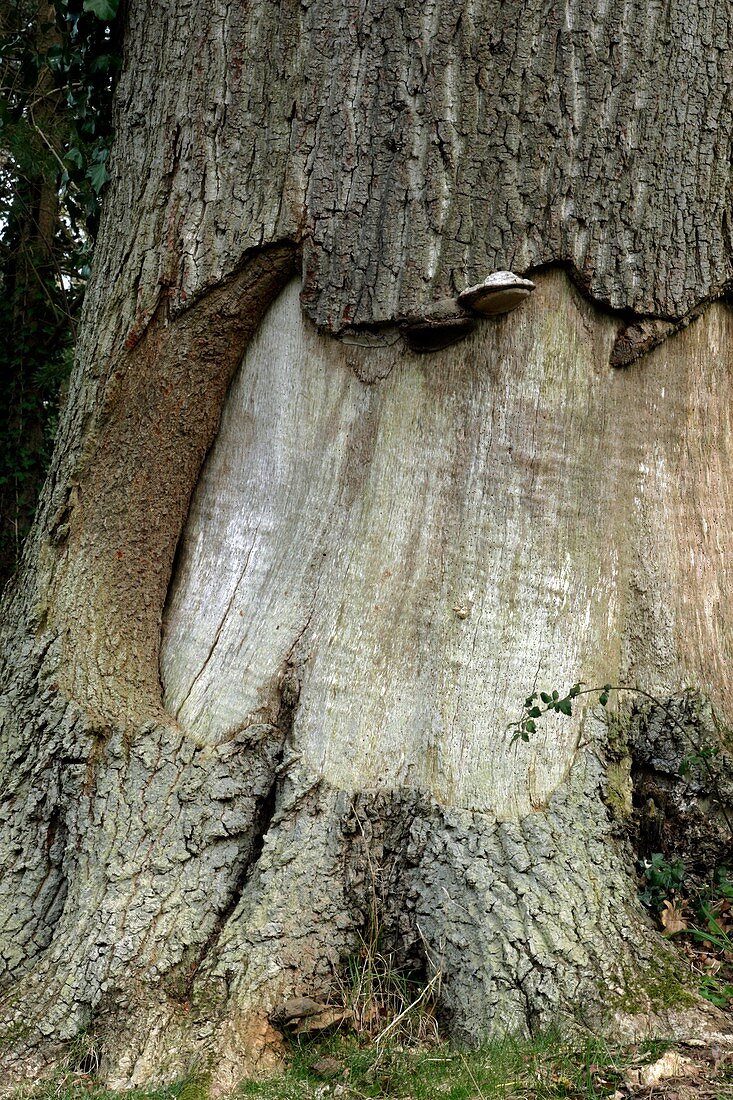 Bark damage to an oak tree