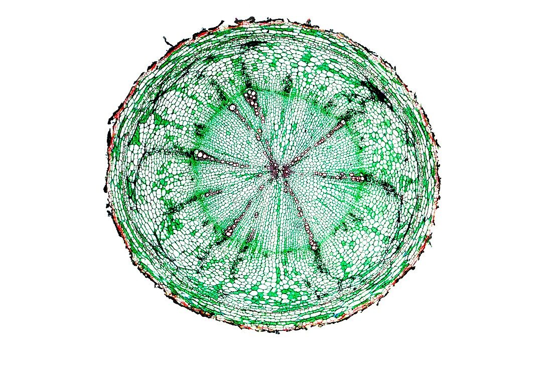 Dandelion root,light micrograph