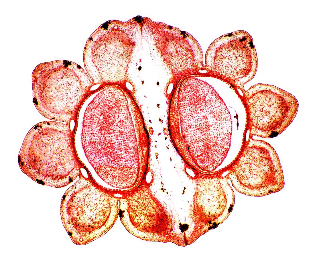 Fool's parsley fruit,light micrograph