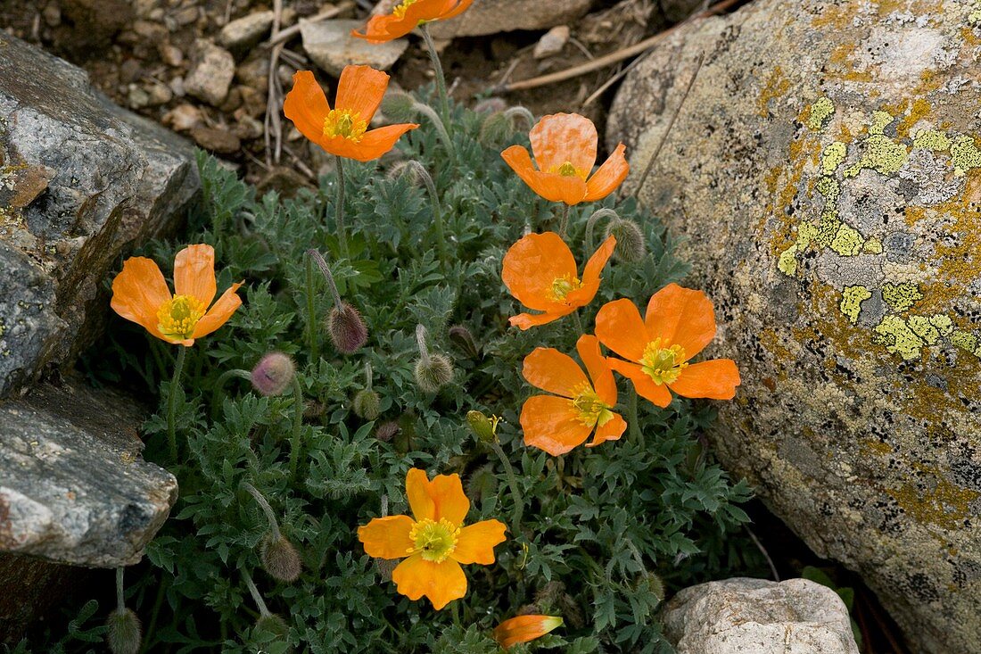 Pyrenean poppy (Papaver lapeyrousianum)