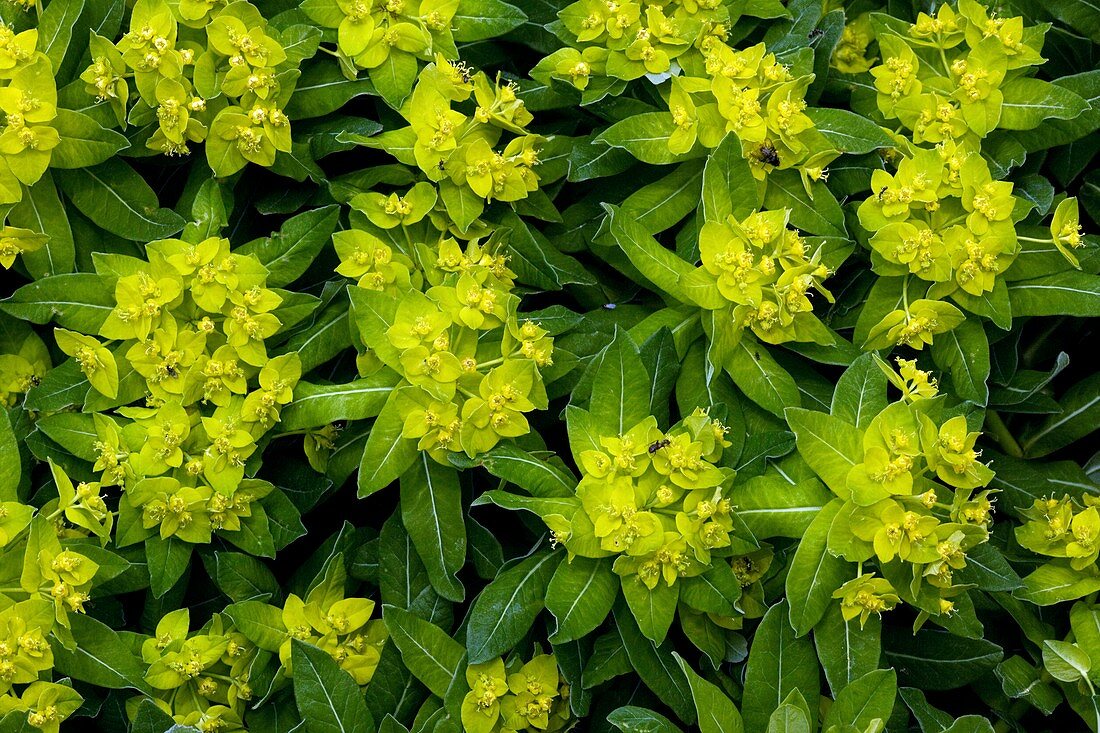 Irish Spurge (Euphorbia hyberna)