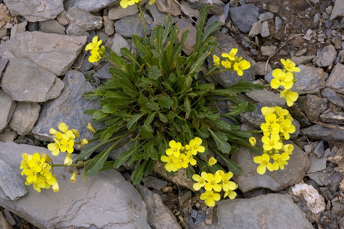 Alpine cabbage (Brassica repanda)