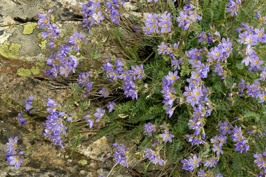 Polemonium boreale