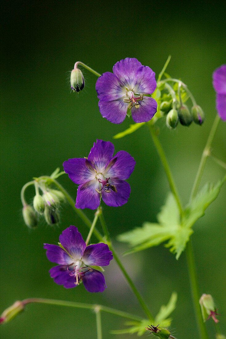 Dusky Cranesbill (Geranium phaeum)