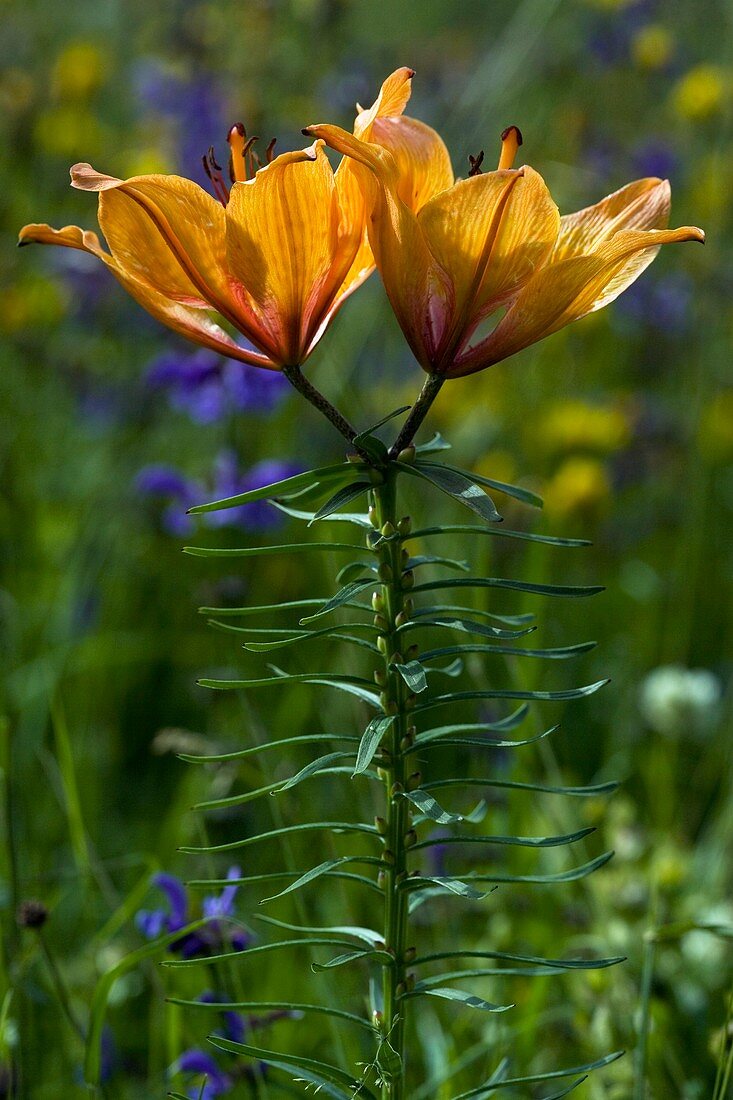 Orange Lily (Lilium bulbiferum)