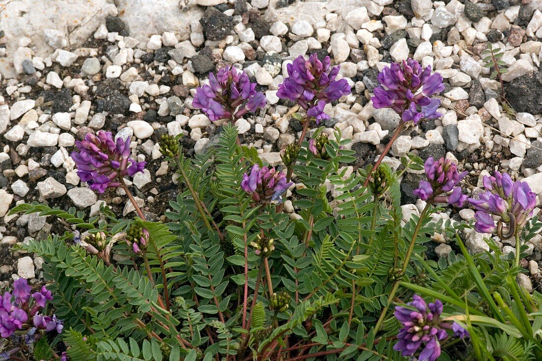 Mountain milk-vetch (Oxytropis jacquinii)