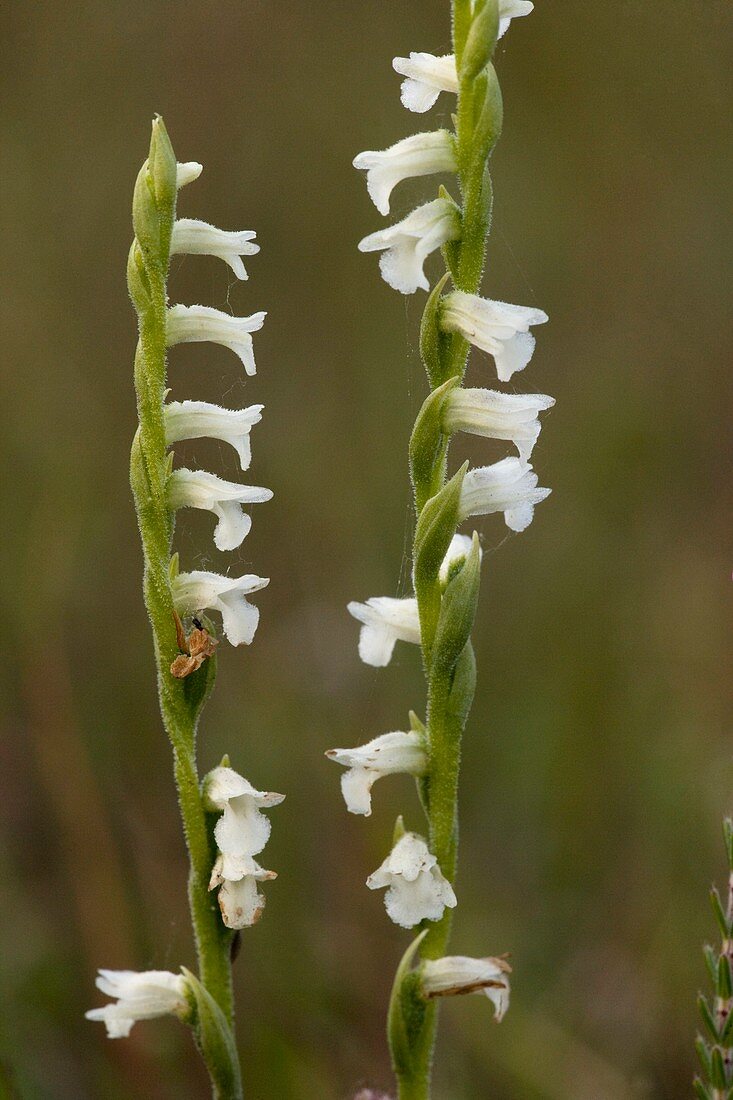 Spiranthes aestivalis