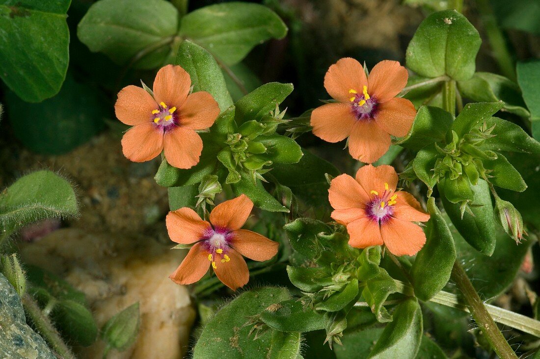 Scarlet pimpernel (Anagallis arvensis)