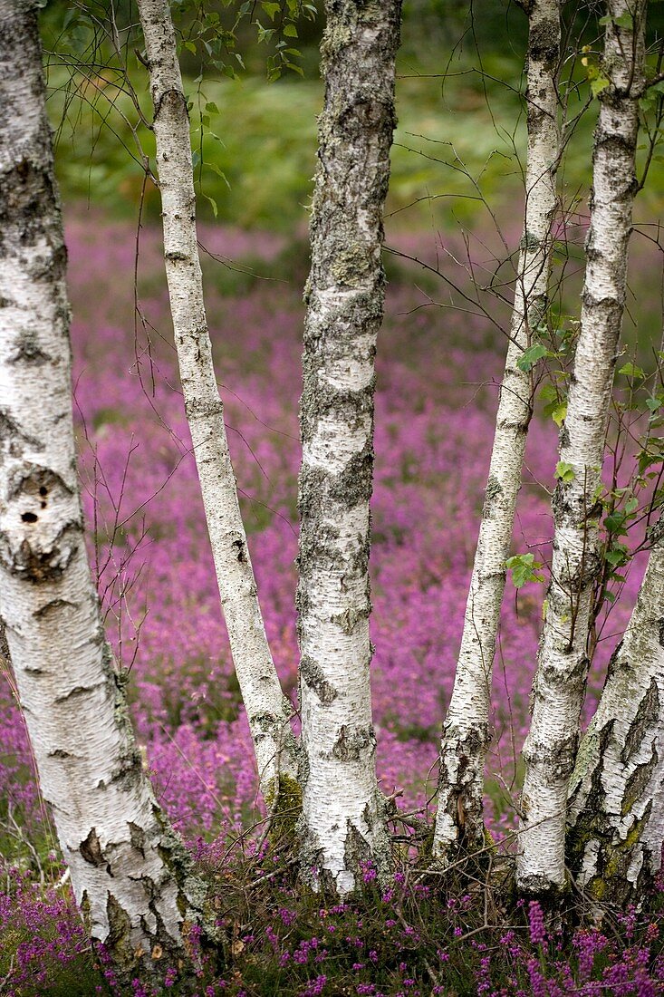 Silver birches (Betula pendula)