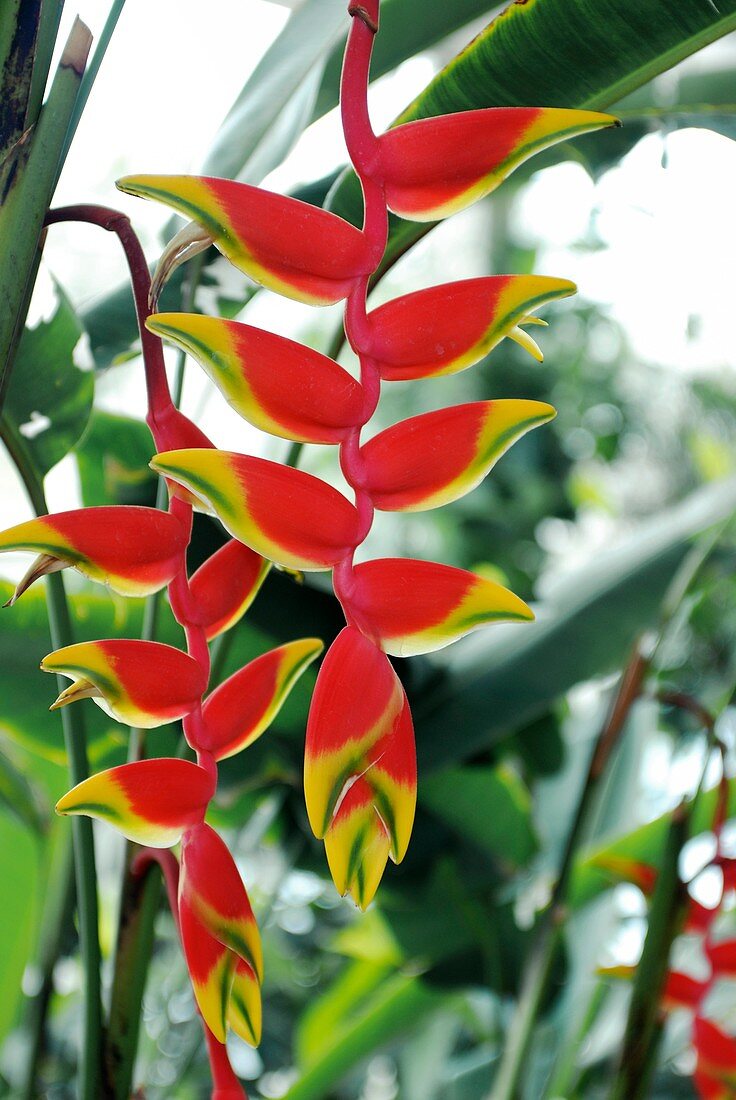 Lobster Claw (Heliconia rostrata)