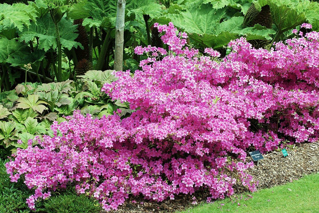 Rhododendron 'Margot'