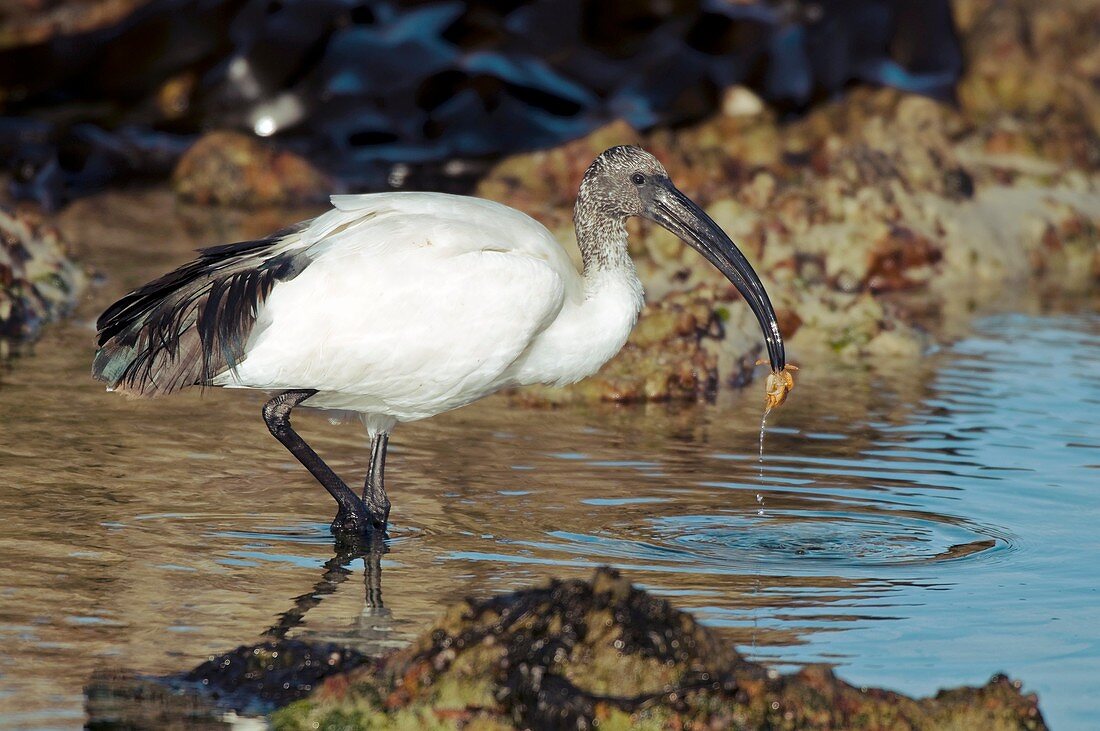 Sacred ibis eating a crab