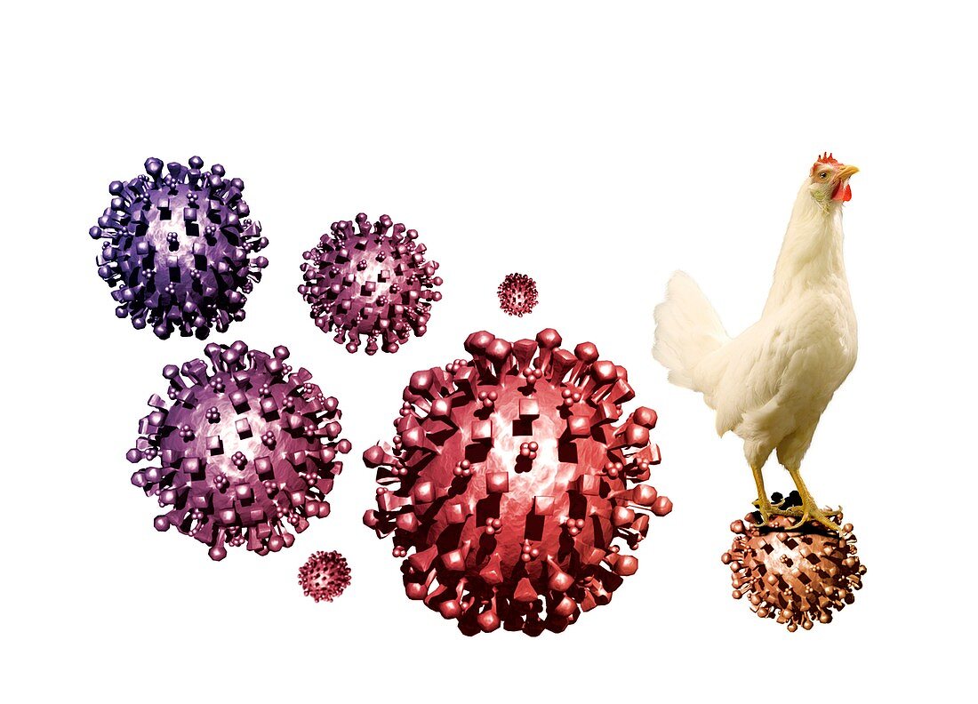 SARS virus and chicken,artwork