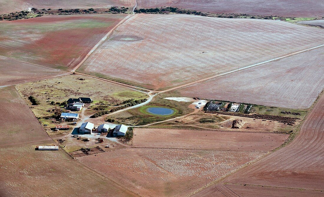 Wheat farm,South Africa