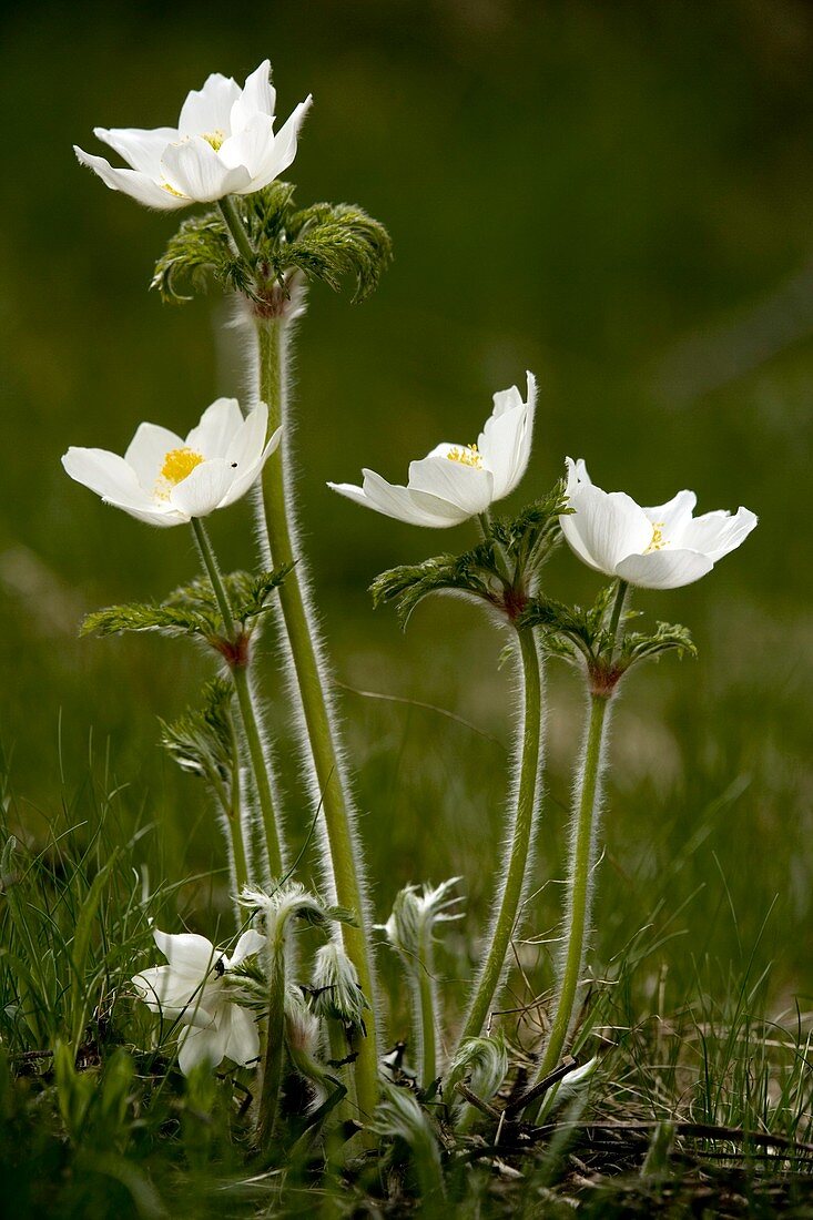 Alpine Pasque flower (Pulsatilla alpina)