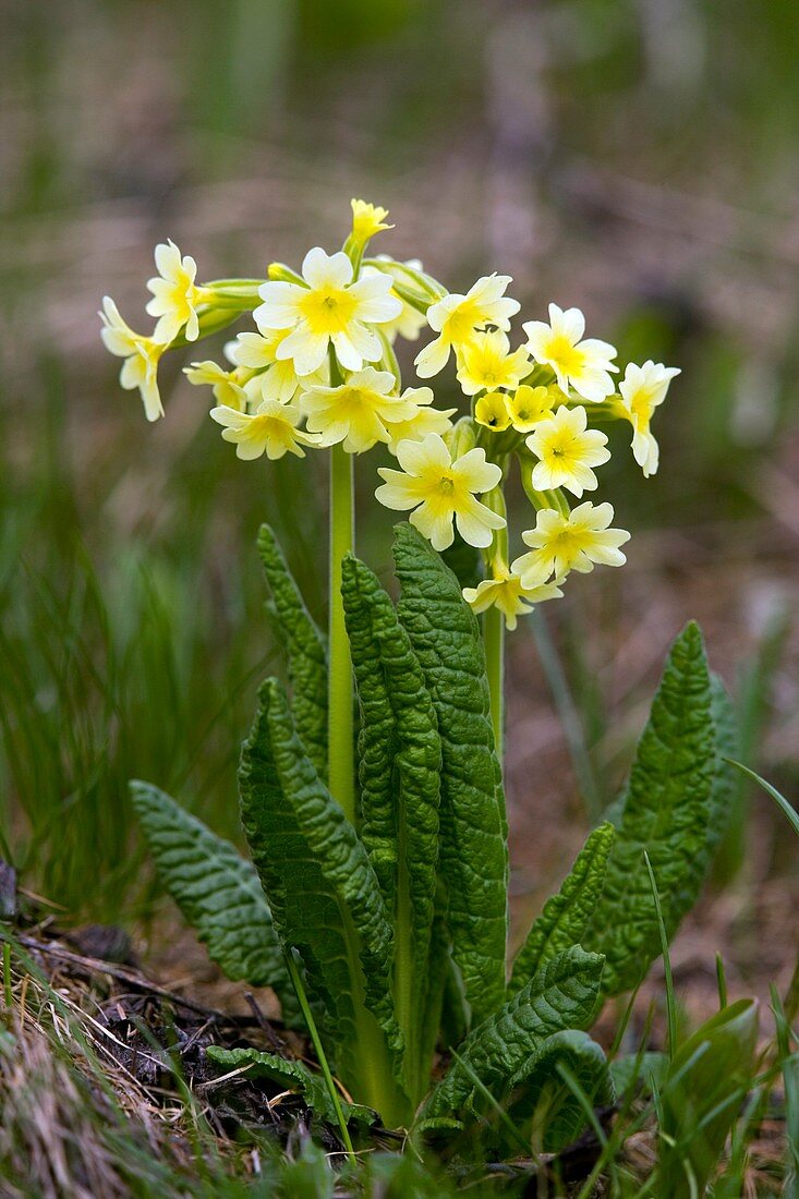 Oxlip (Primula elatior)