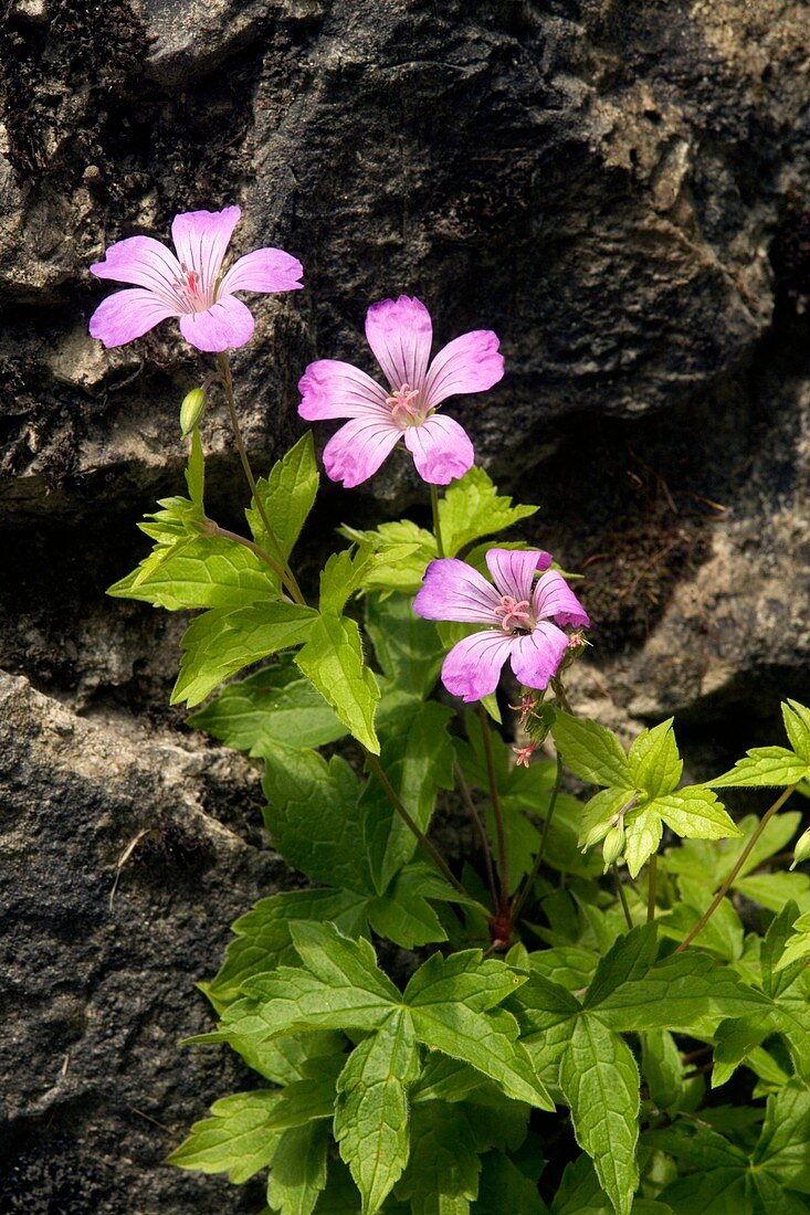 Cranesbill (Geranium nodosum)