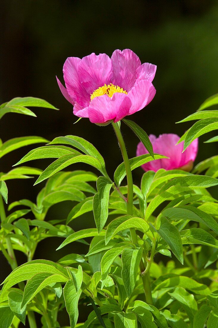 Wild Paeony (Paeonia officinalis)