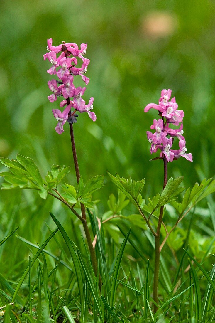 Corydalis intermedia