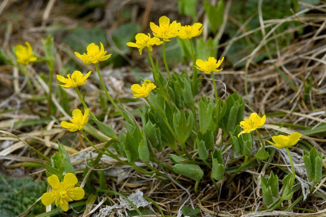 Hybrid buttercup (Ranunculus hybridus)