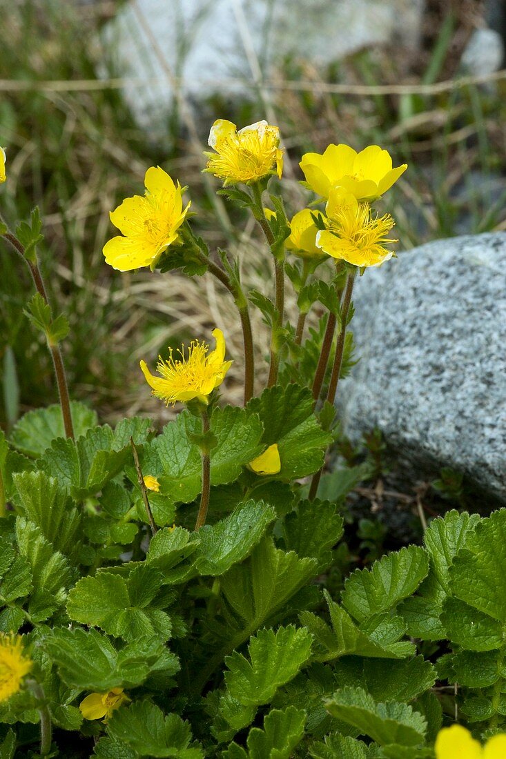 Alpine Avens (Geum montanum)