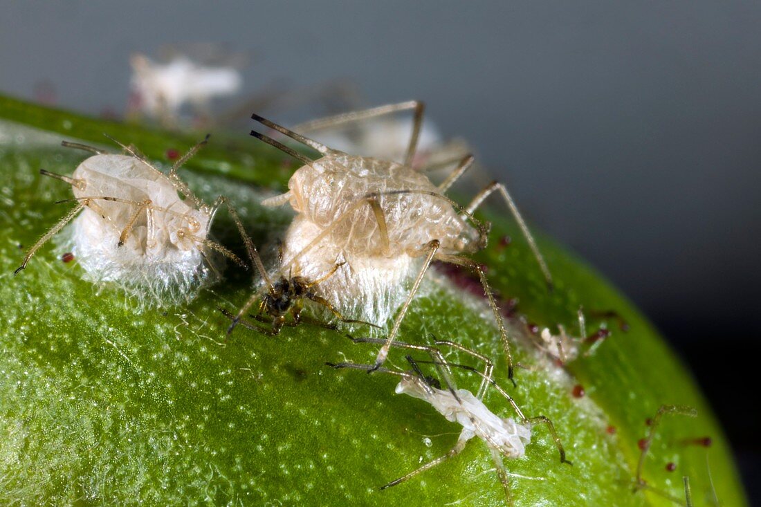 Parasitised aphids