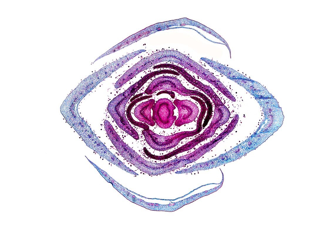 Lilac leaf bud,light micrograph