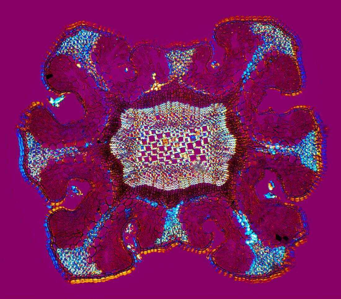 Dyer's greenweed stem,light micrograph