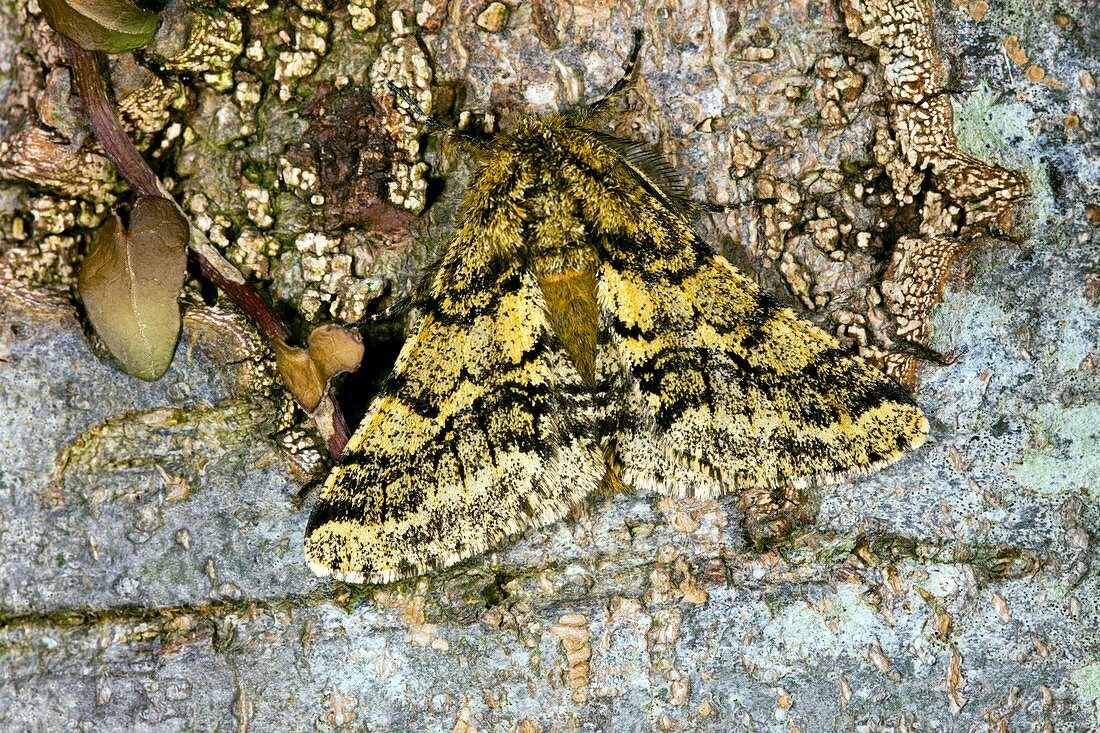 Brindled beauty butterfly