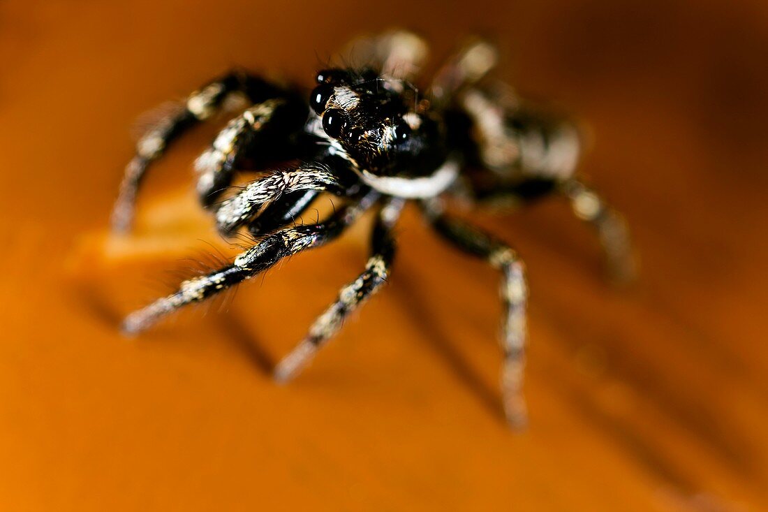 Zebra spider