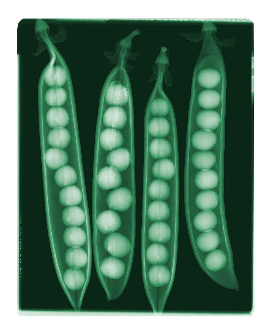 Peas in pods,coloured X-ray