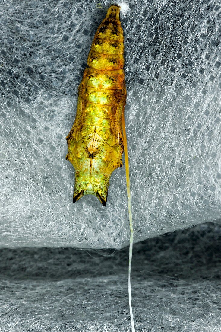 Chrysalis infected with parasitic larvae