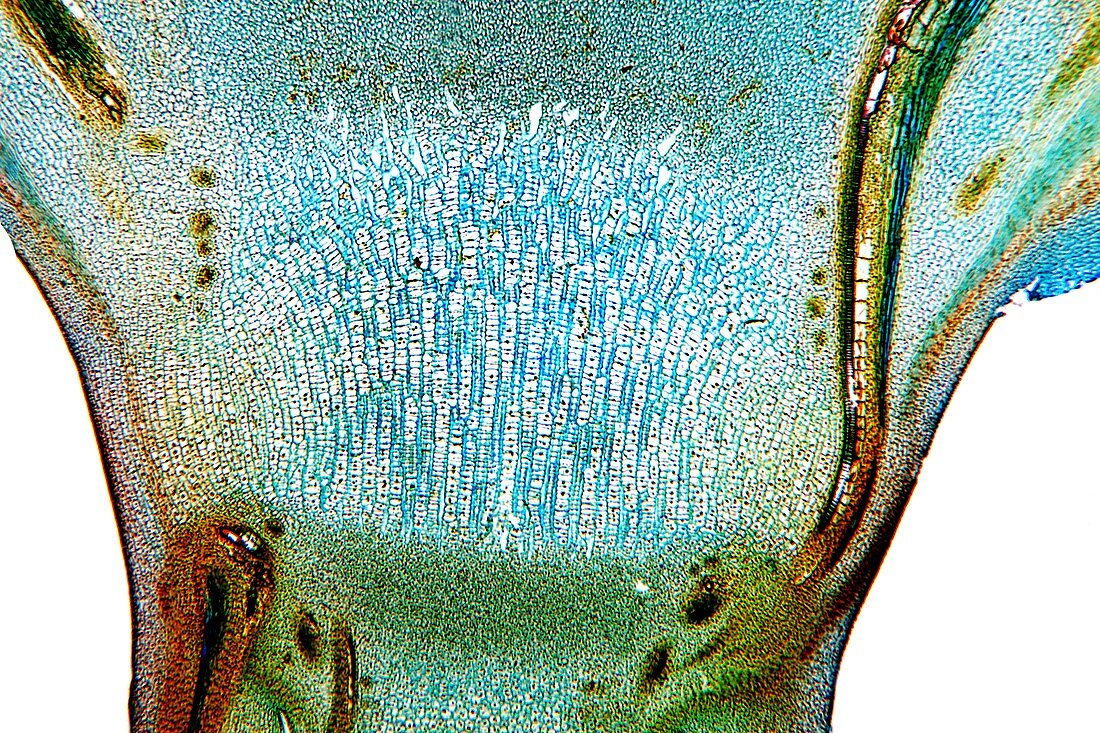 Young stem,light micrograph