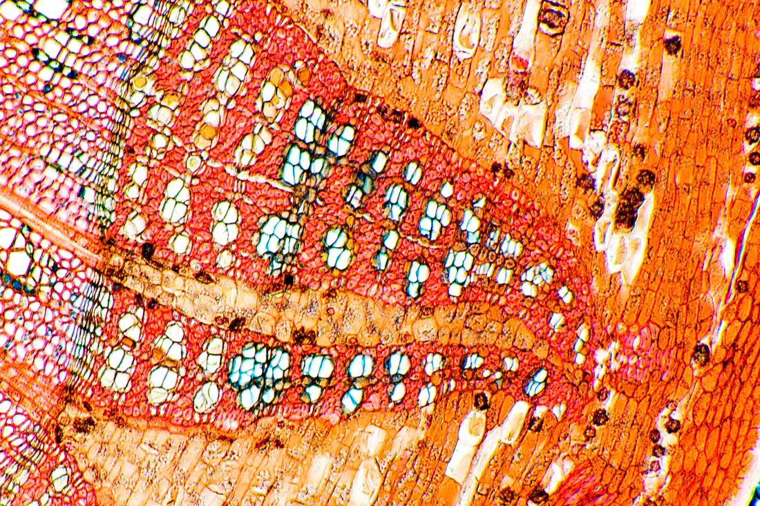 Lime tree stem,light micrograph