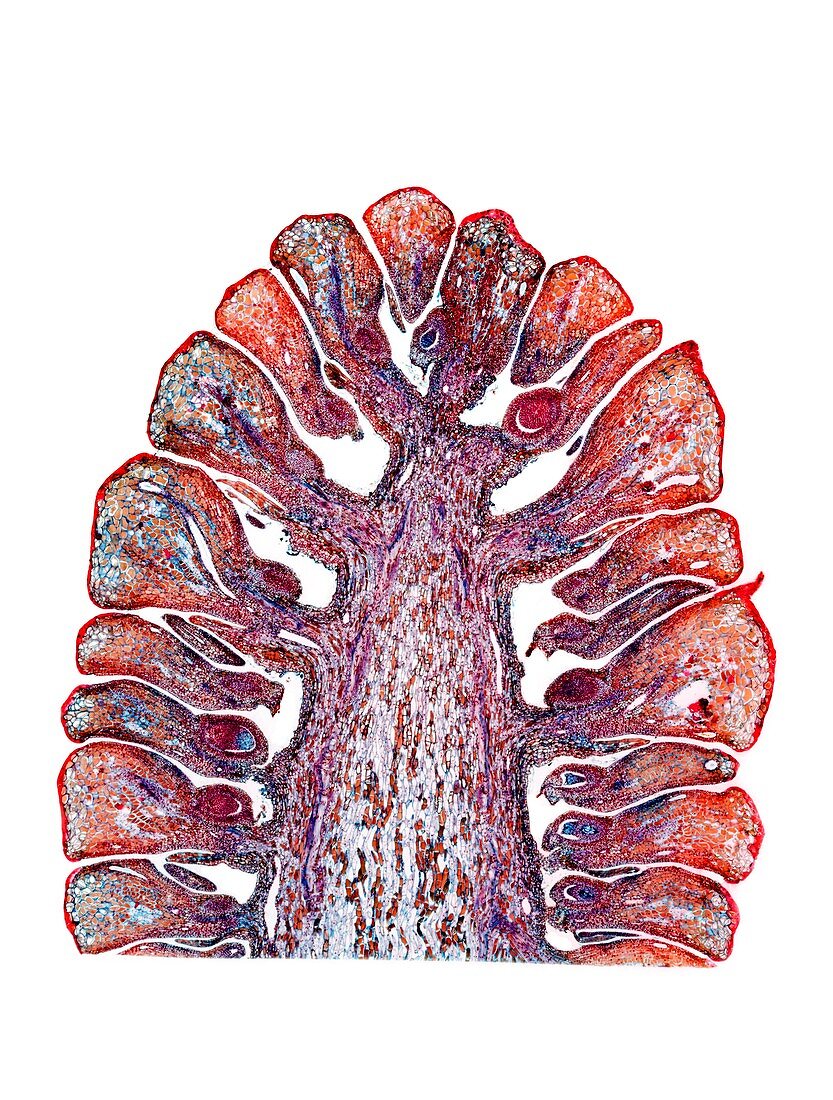 Female pine cone,light micrograph