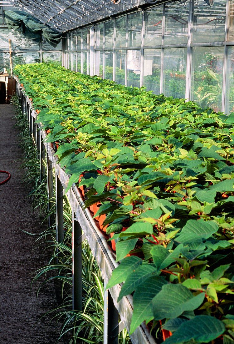 Poinsettia plants in a greenhouse