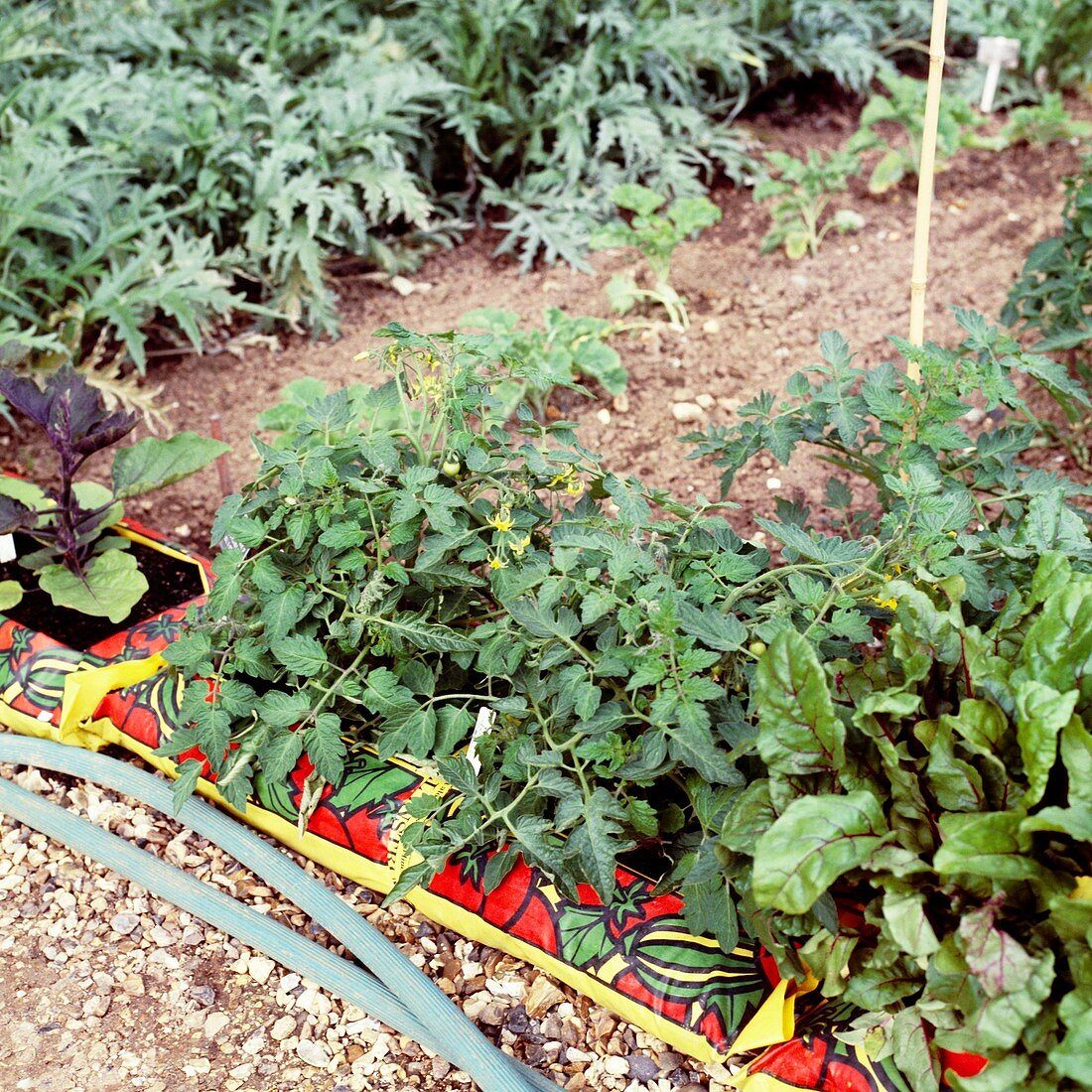 Vegetable plants growing in growbags