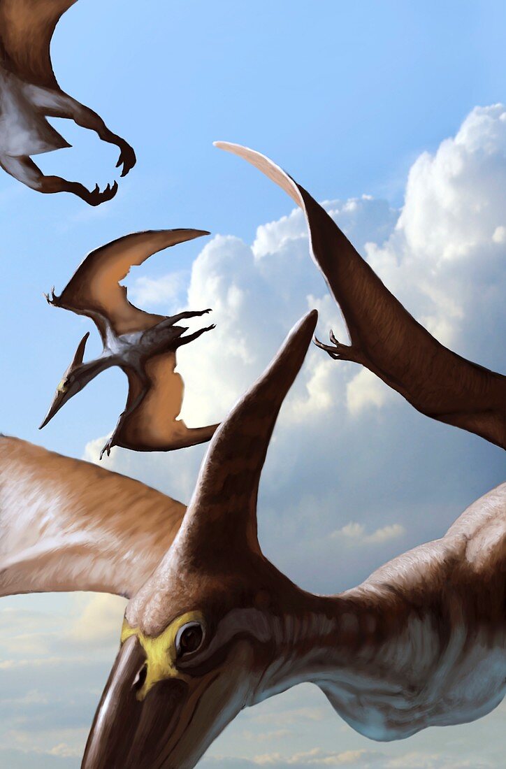 Pteranodon pterosaurs in flight