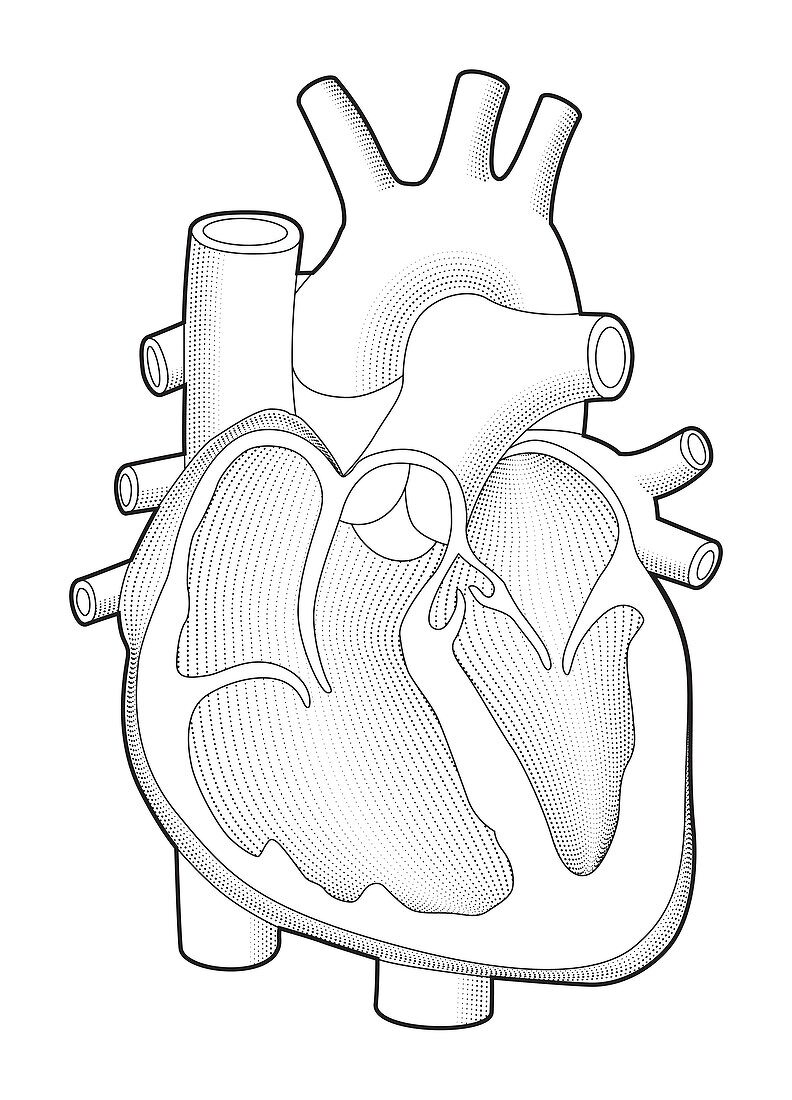 Heart,computer artwork