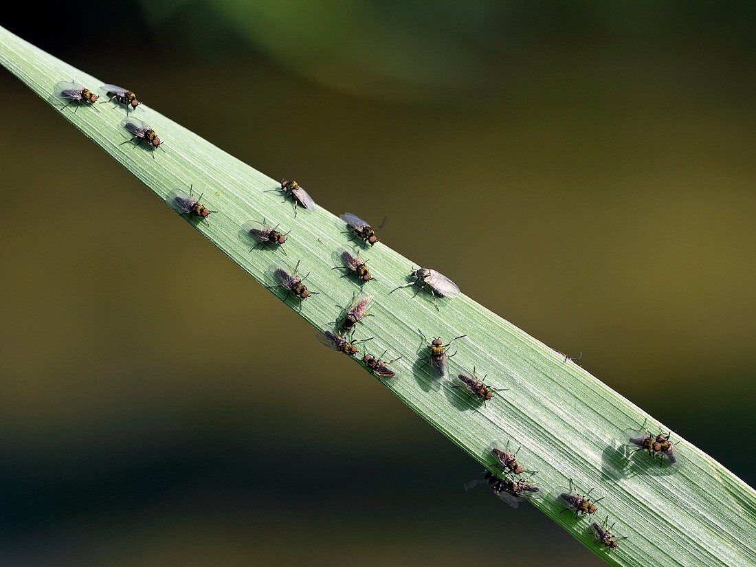 Black Flies on reeds