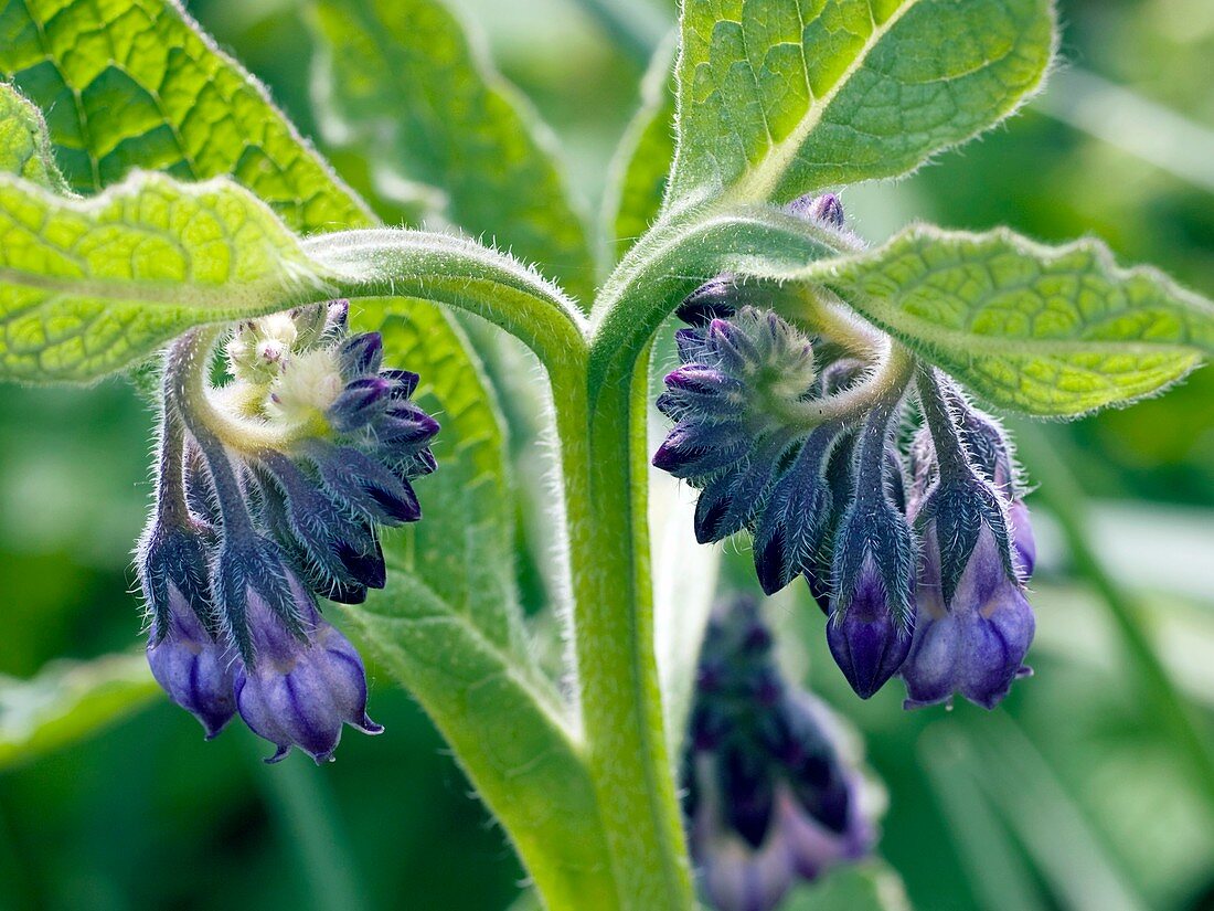 Comfrey (Symphytum)