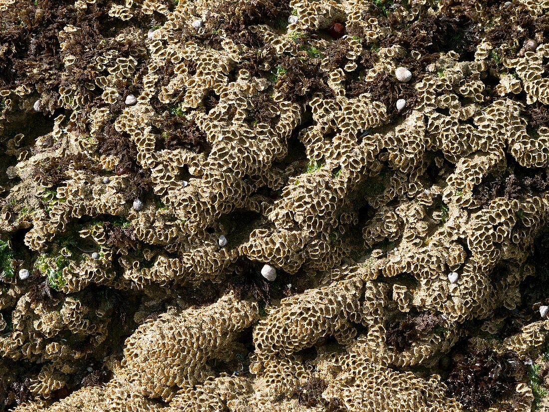 Sabellaria reefs (Fan worms)