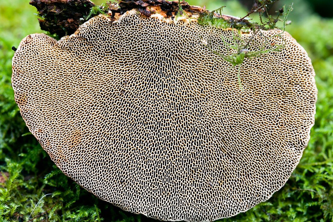 Bracket fungus (Daedaleopsis confragosa)
