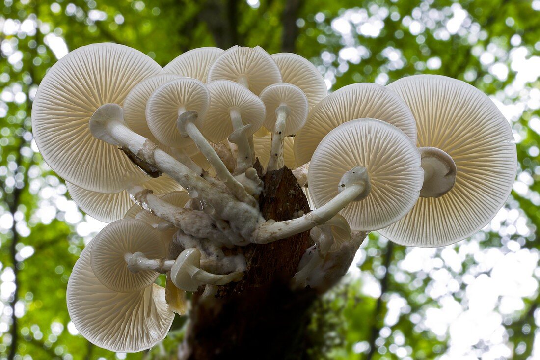 Porcelain mushroom (Oudemansiella mucida)