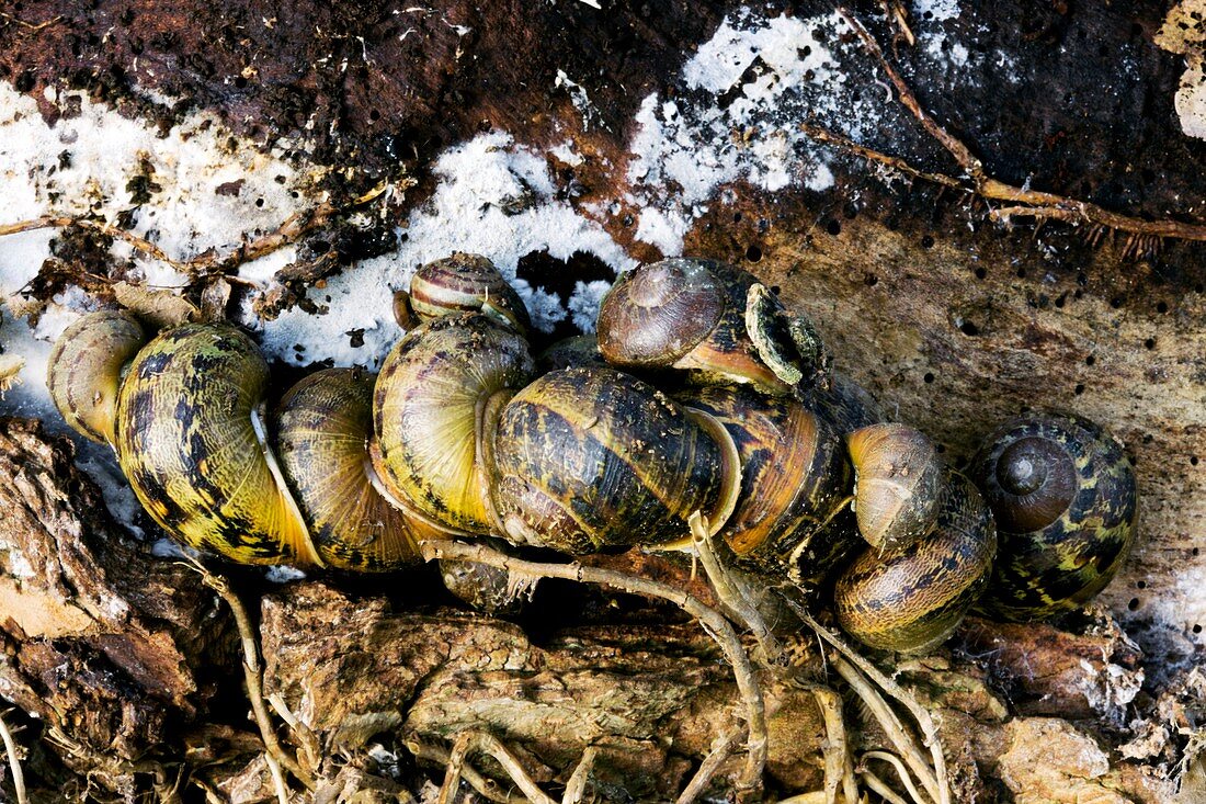 Hibernating garden snails