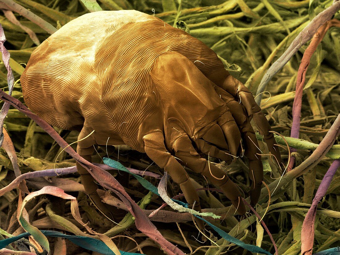 Dust mite,SEM