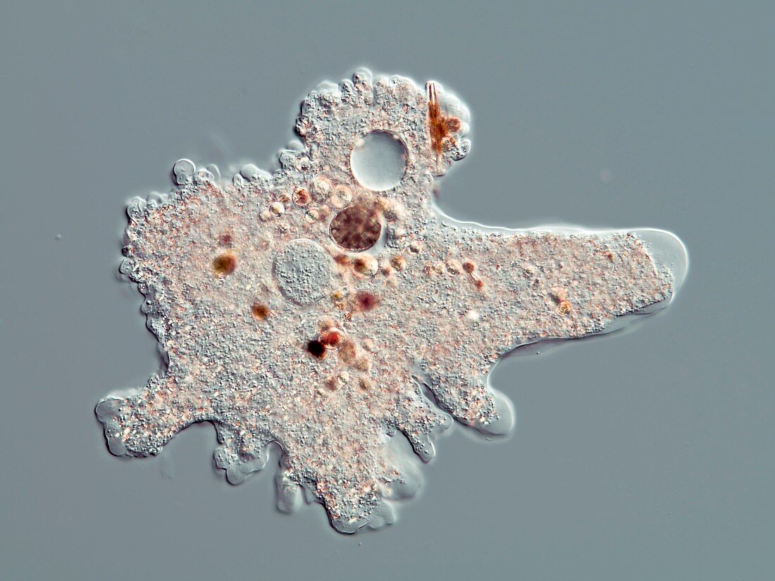 Proteus amoeba,light micrograph